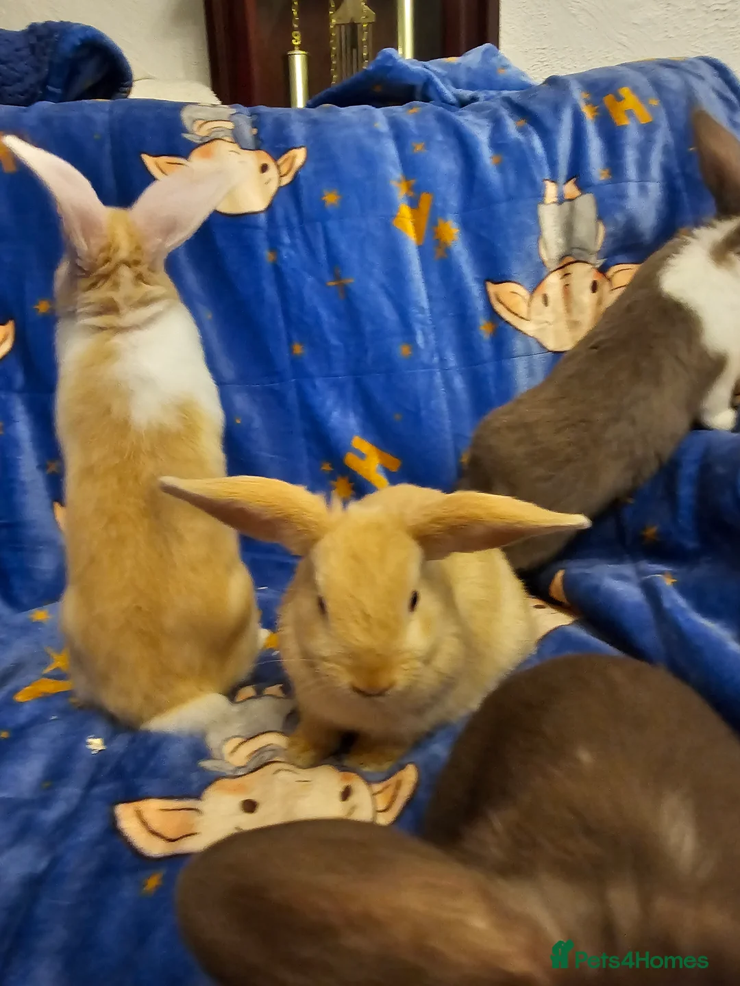 Mixed Breed rabbits for sale: 3 baby bunnies ready for their forever home - Advert 22