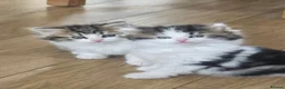 Siberian cats for sale: 3 Siberian x kittens for sale in Bracknell - Advert 3