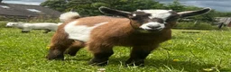 Goats livestock for sale: Pygmy goat kids available (pairs only )  - Advert 7