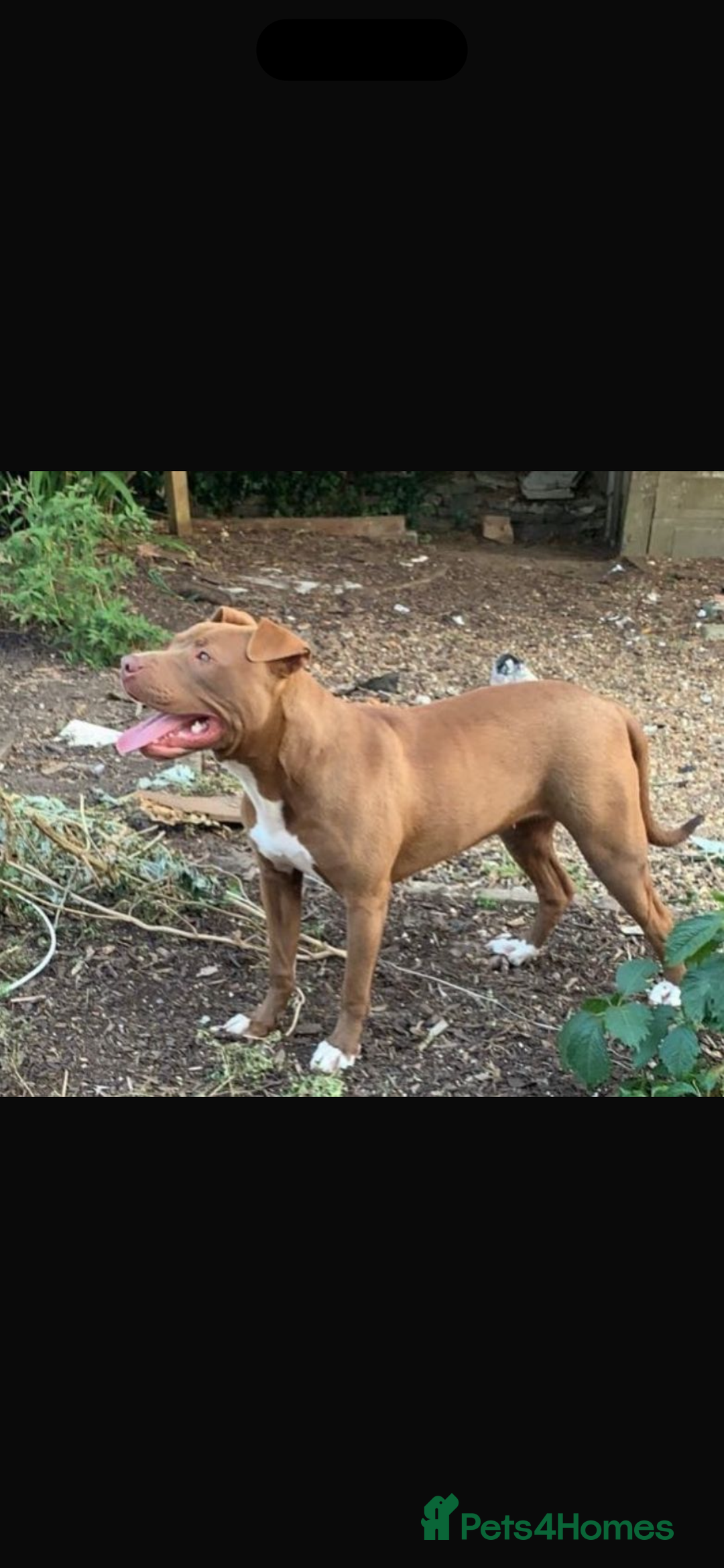 Mixed Breed dogs for sale: Brindle staff  - Advert 6