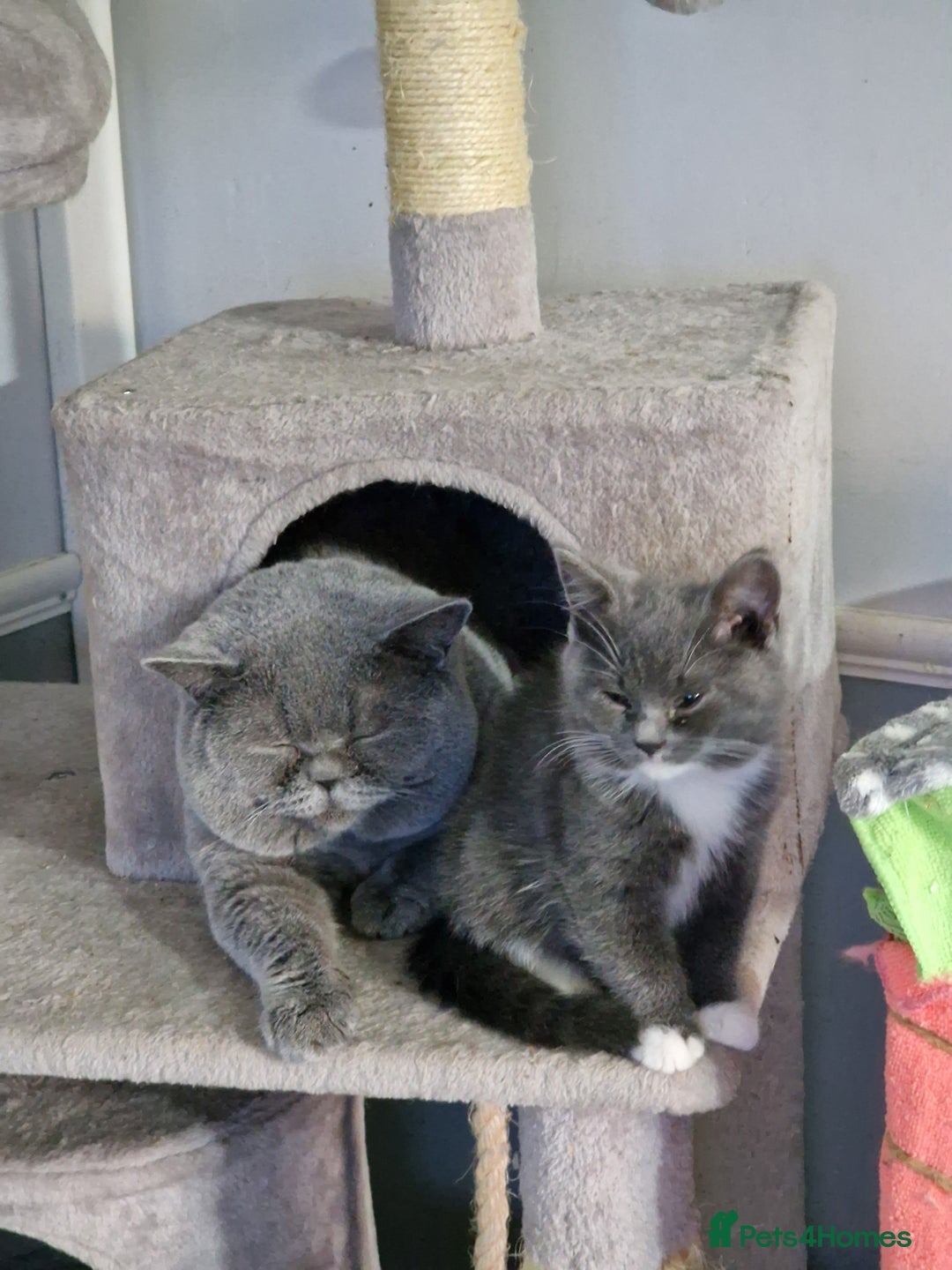 British Shorthair cats for sale: pure British short-hair ready for loving home in Doncaster - Image 36