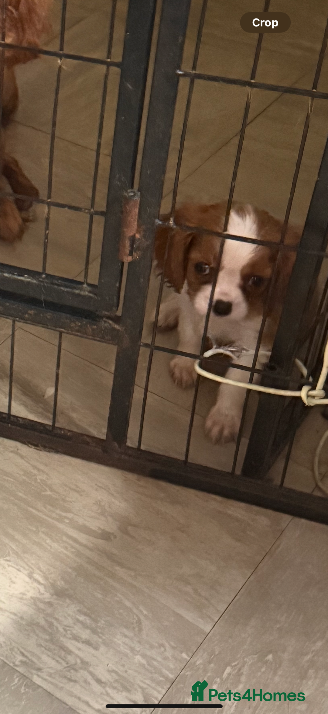 Cavalier King Charles Spaniel dogs for sale: DNA clear cavalier puppies ready now  - Image 3