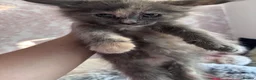 Maine Coon cats for sale: Beautiful Blue Tortie Tabby Maine Coon Female - Advert 7