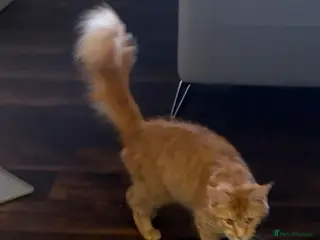 Maine Coon cats Rare Maincoon red girl 16 months old - Advert 12