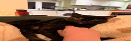 Domestic Shorthair cats for sale: 2 Gorgeous Girls for Re-homing - Advert 33