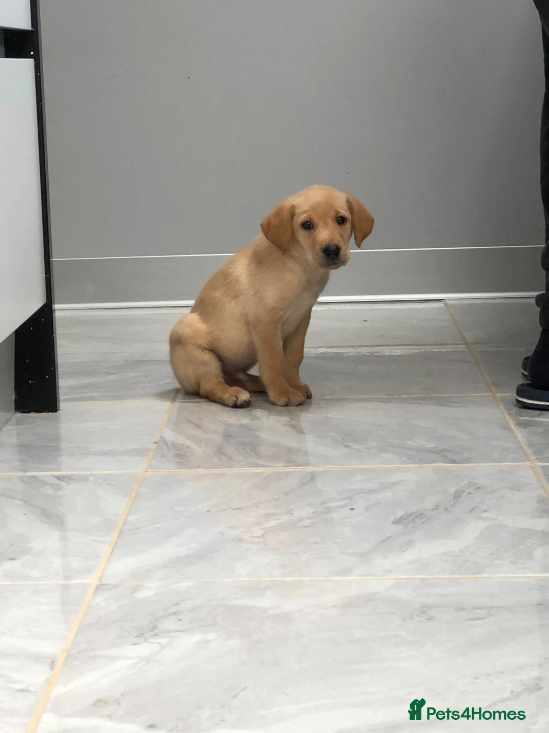 Labrador Retriever dogs for sale: Labrador looking for loving new home - Advert 20