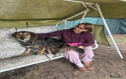 Mixed Breed dogs for adoption: Meet DIEGO - A Lovely Boy for a Loving Home - Image 14