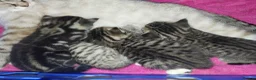 British Shorthair cats for sale: Tabby british shorthair kittens - Advert 28