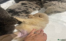 Chow Chow dogs for sale: Chow chow pups - Image 14