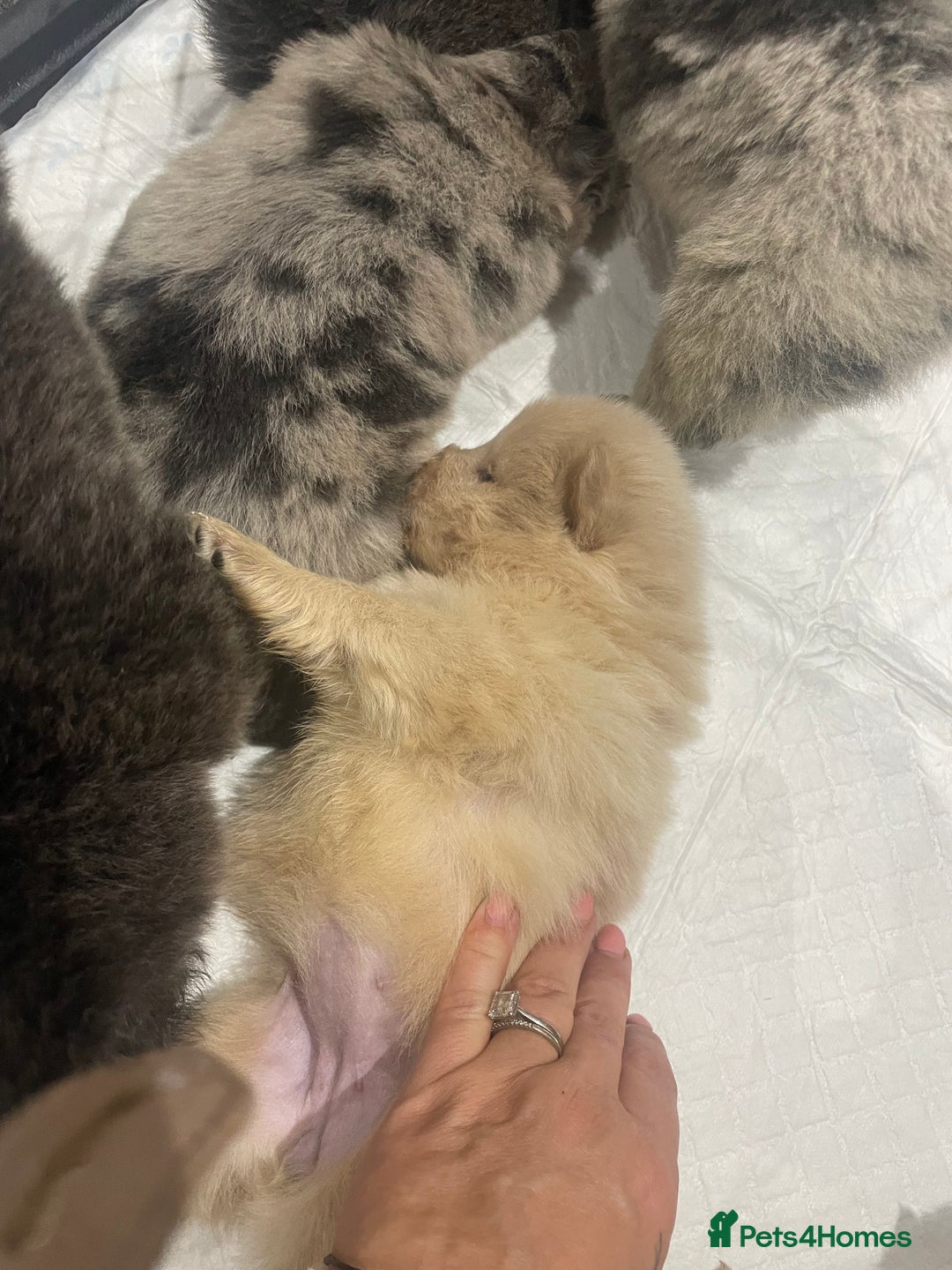 Chow Chow dogs for sale: Chow chow pups - Image 14