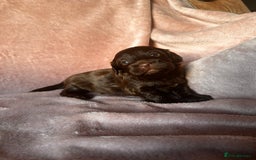 Shihpoo dogs for sale: Stunning Shihpoo’s ⭐️⭐️⭐️⭐️ - Image 4