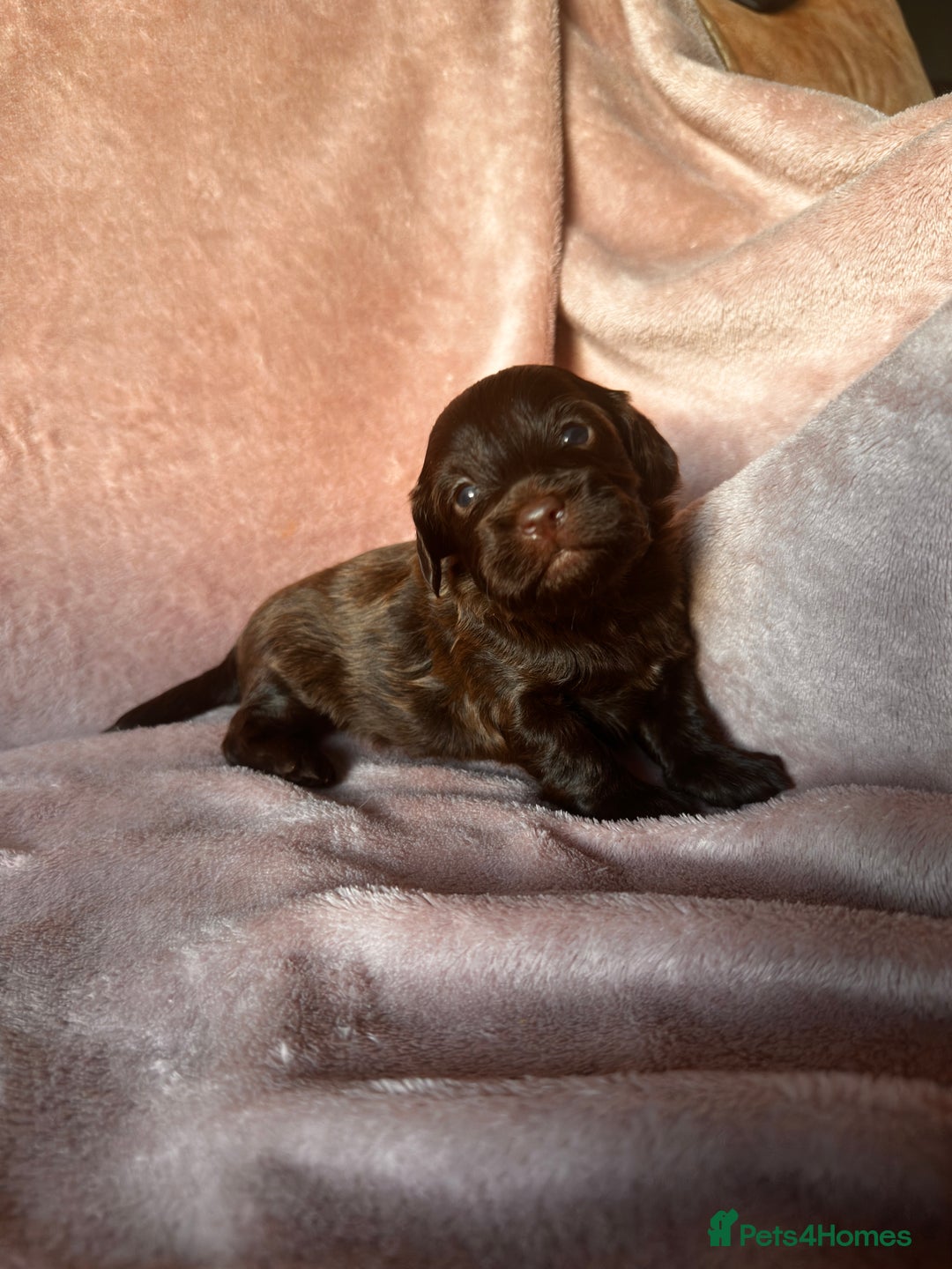 Shihpoo dogs for sale: Stunning Shihpoo’s ⭐️⭐️⭐️⭐️ - Image 4