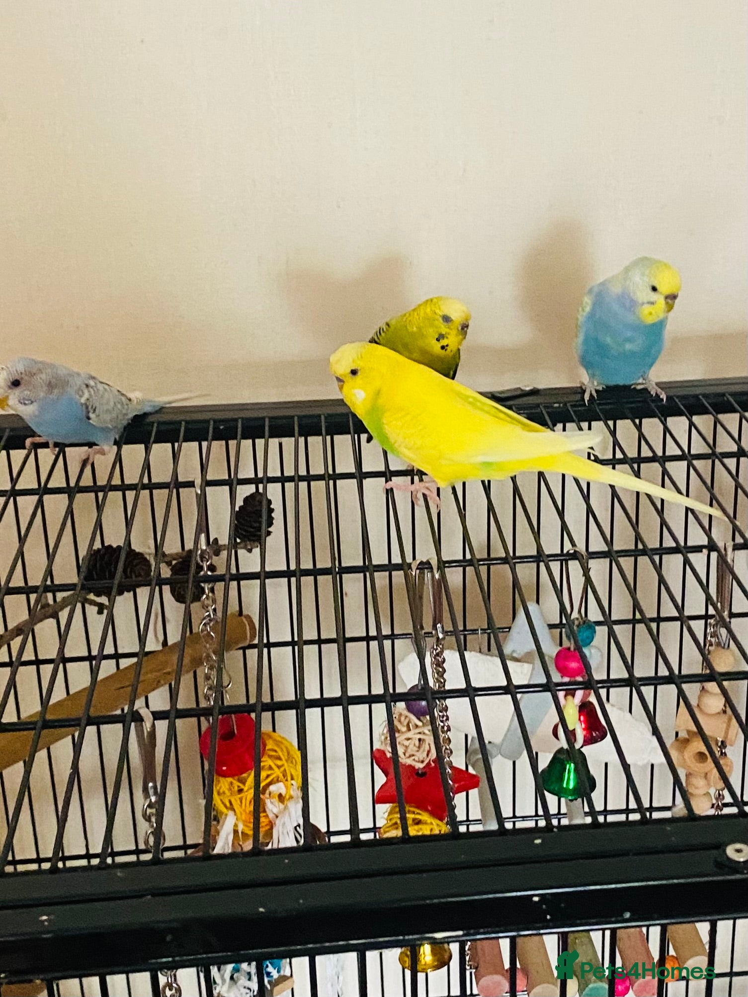 Budgerigars birds Healthy budgies for sale - Advert 14