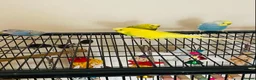 Budgerigars birds for sale: Healthy budgies for sale - Advert 1