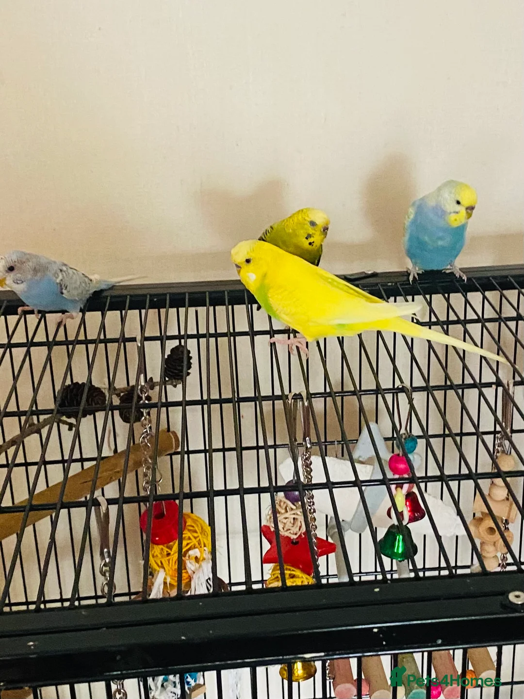 Budgerigars birds for sale: Healthy budgies for sale - Advert 1