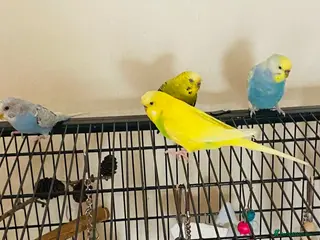 Budgerigars birds Healthy budgies for sale - Advert 1