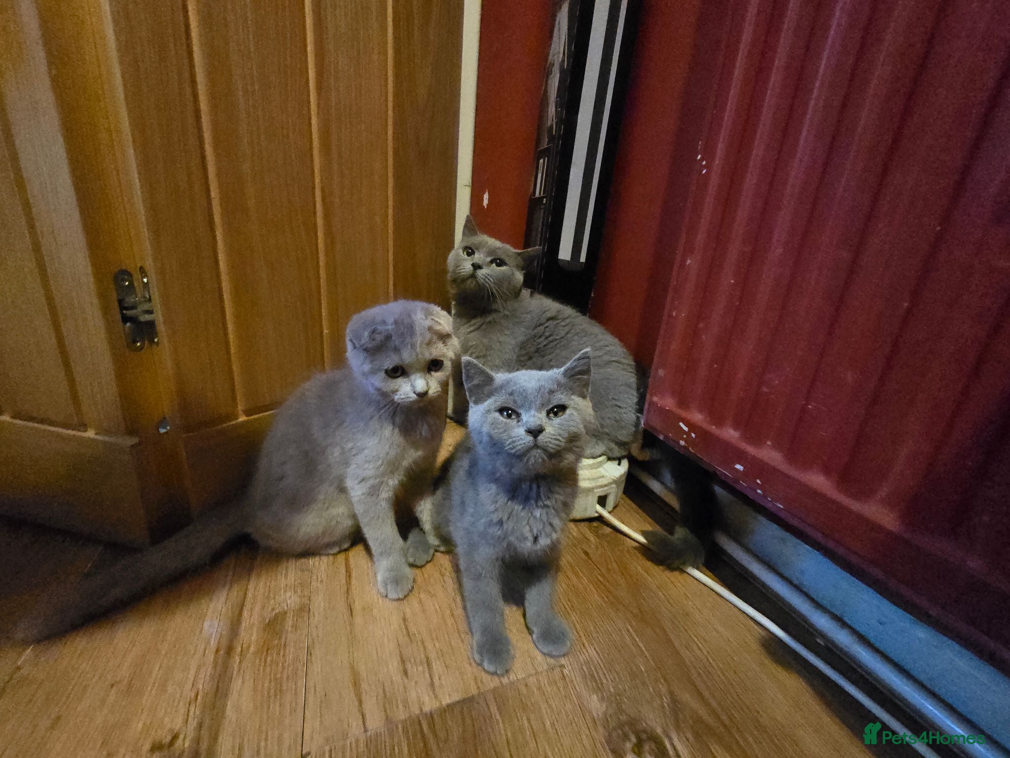 Scottish Fold cats scottish fold lilac and  blue straight female  - Advert 2