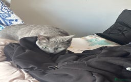 Russian Blue cats for sale: 6mth piercing eyes intact boy - Image 4