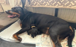 Mixed Breed dogs for sale: 3 beautiful boys for sale  - Image 6