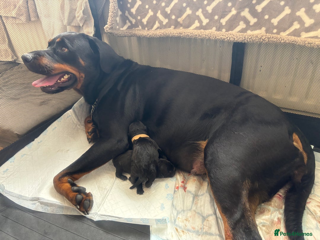 Mixed Breed dogs for sale: 3 beautiful boys for sale  - Image 6