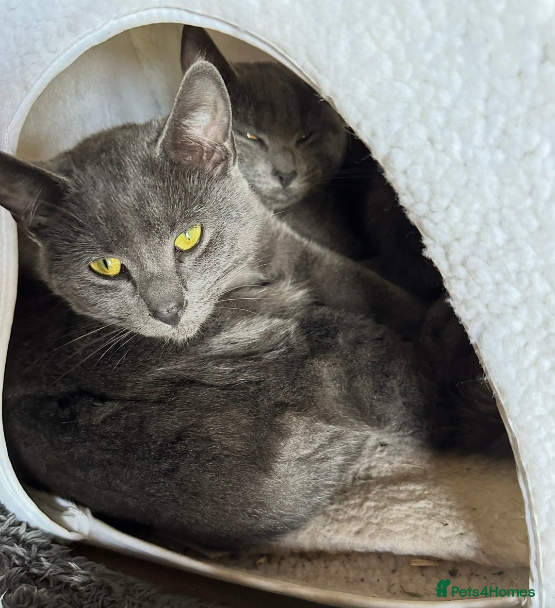 Mixed Breed cats for sale: Beautiful Kittens - Advert 5