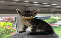 Savannah cats for sale: Savannahs  - Image 1