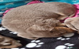 Miniature Dachshund dogs for sale: Longhaired miniature dachshunds  - Image 15