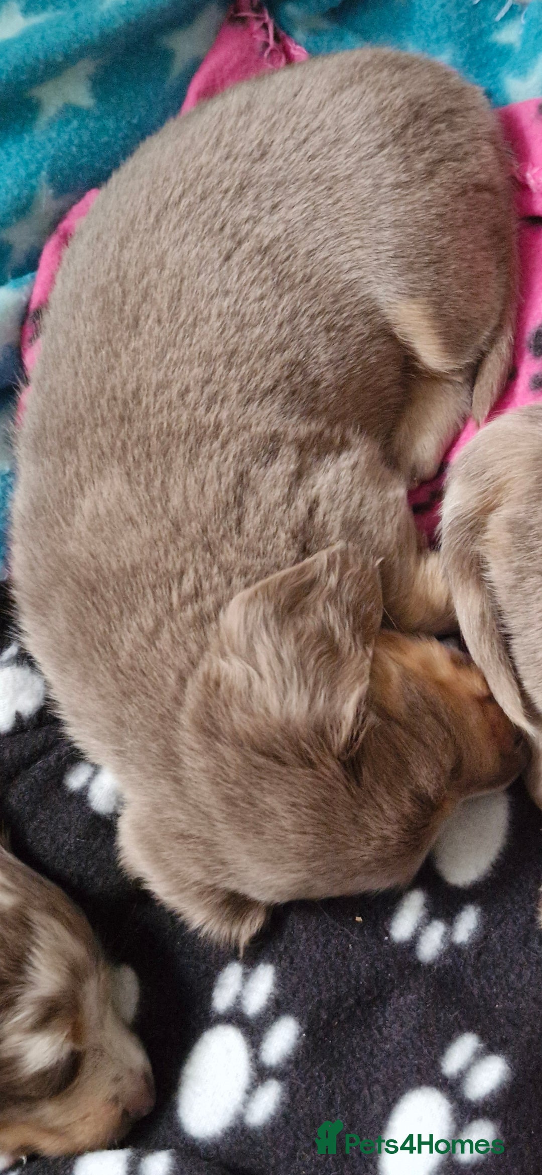 Miniature Dachshund dogs for sale: Longhaired miniature dachshunds  - Image 15