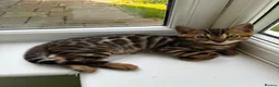 Bengal cats for sale: GCCF Registered Bengal in Market Drayton - Advert 7