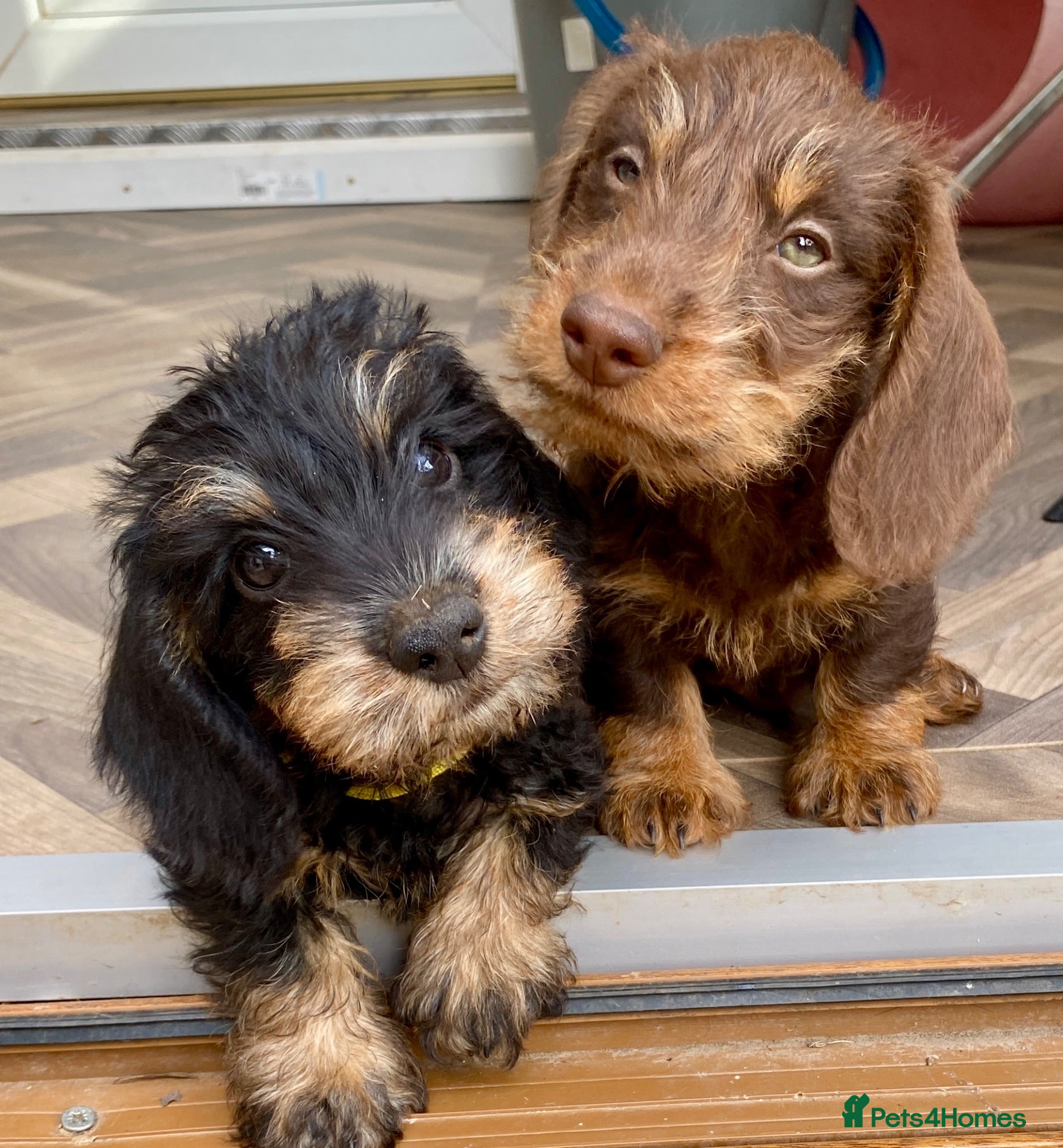 Miniature Dachshund dogs KC Mini wirehaired dachshund - Advert 1