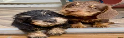 Miniature Dachshund dogs for sale: KC Mini wirehaired dachshund - Advert 4