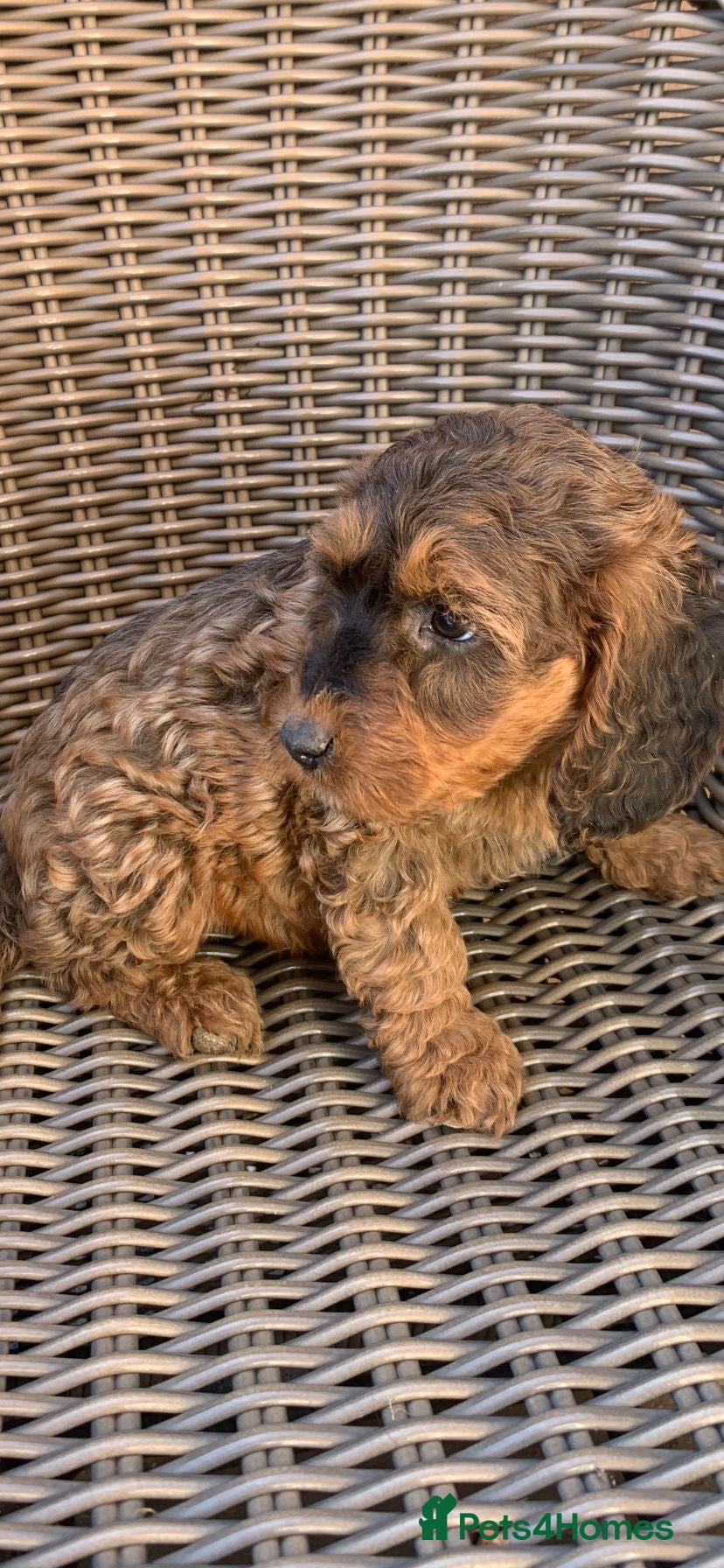 Cockapoo dogs Beautiful Merle chocolate cockapoos - Advert 2