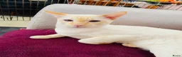 Siamese cats for sale: Siamese cat for sale - Advert 2