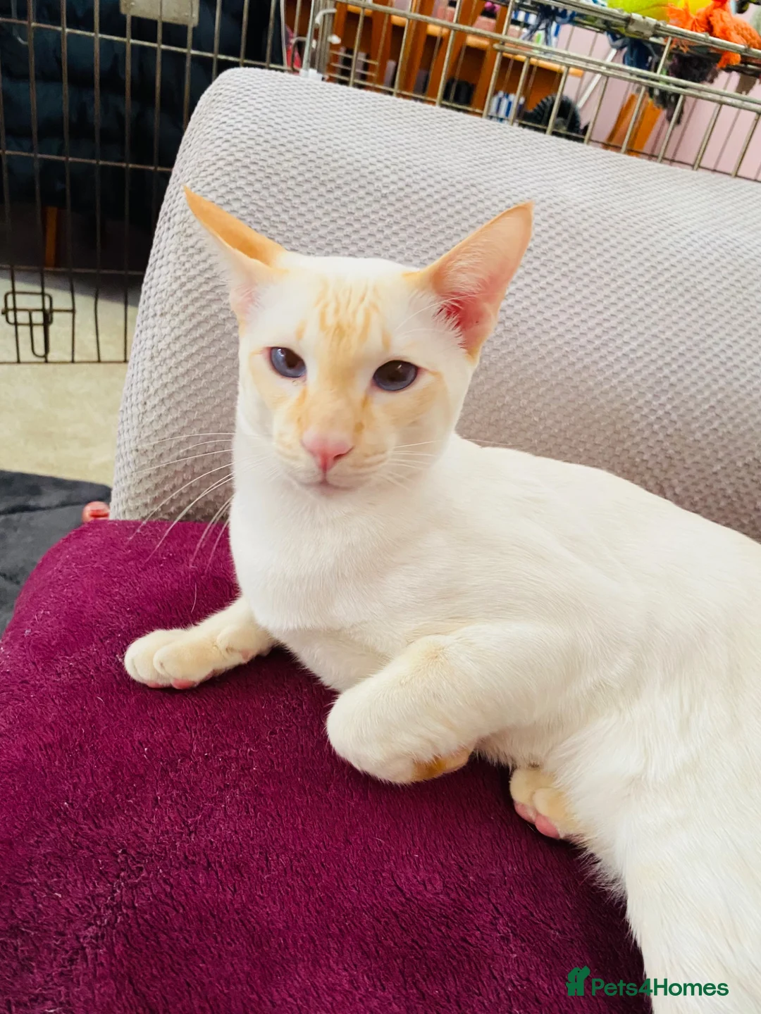 Siamese cats for sale: Siamese cat for sale - Advert 2