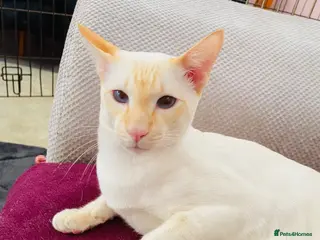 Siamese cats Siamese cat for sale - Advert 1