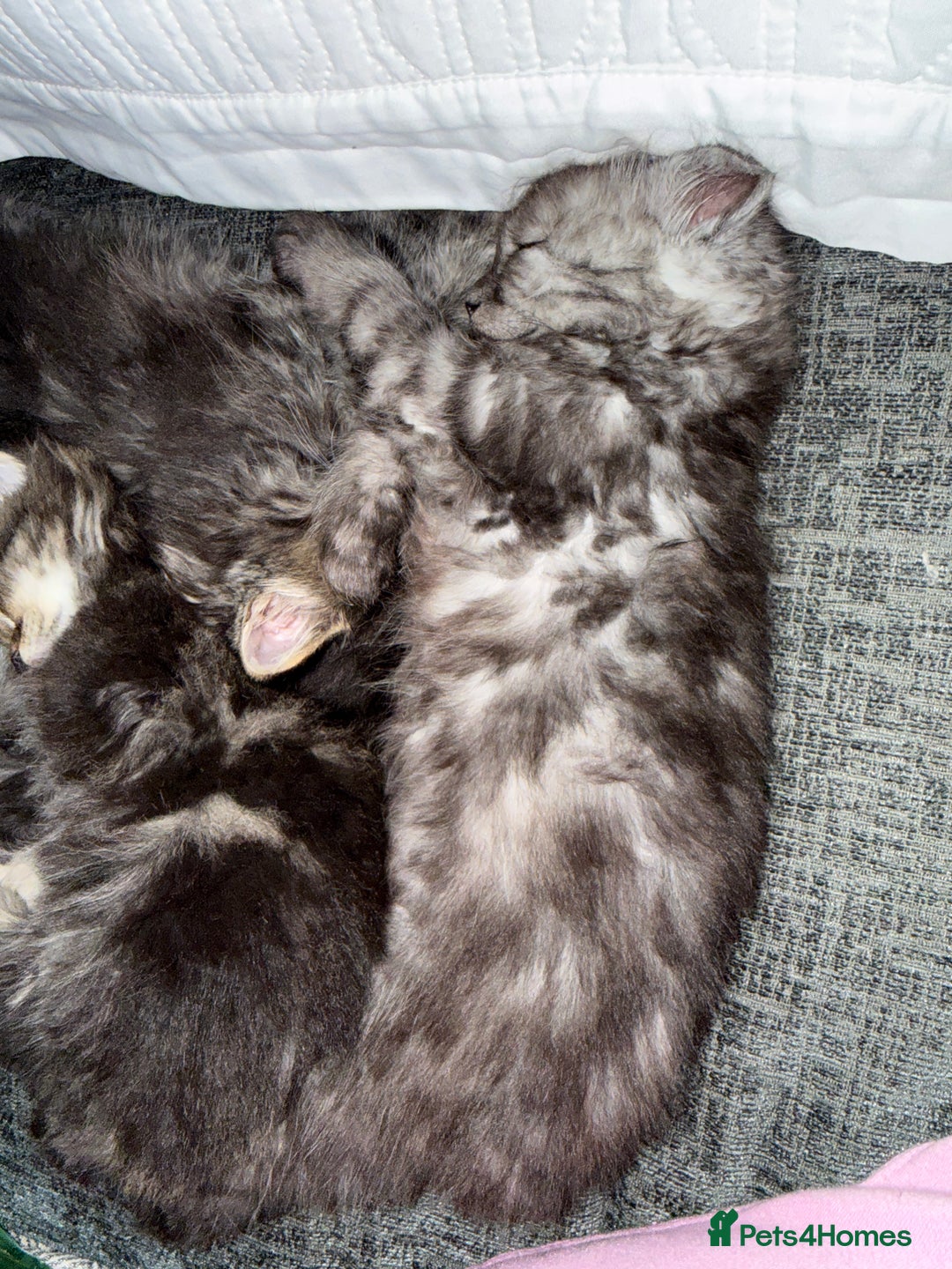 Persian cats for sale: PersianBSH silver, ginger & dark silver kittens 🩷 - Advert 12