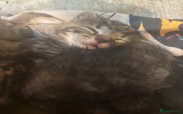 Mixed Breed cats for sale: Ragdoll mixbreed kittens for new home  - Image 4