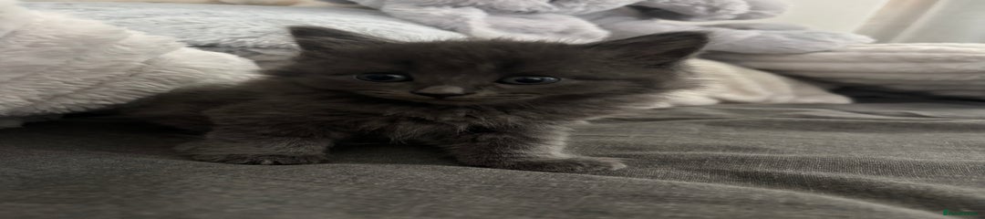 Ragdoll Kitten 5