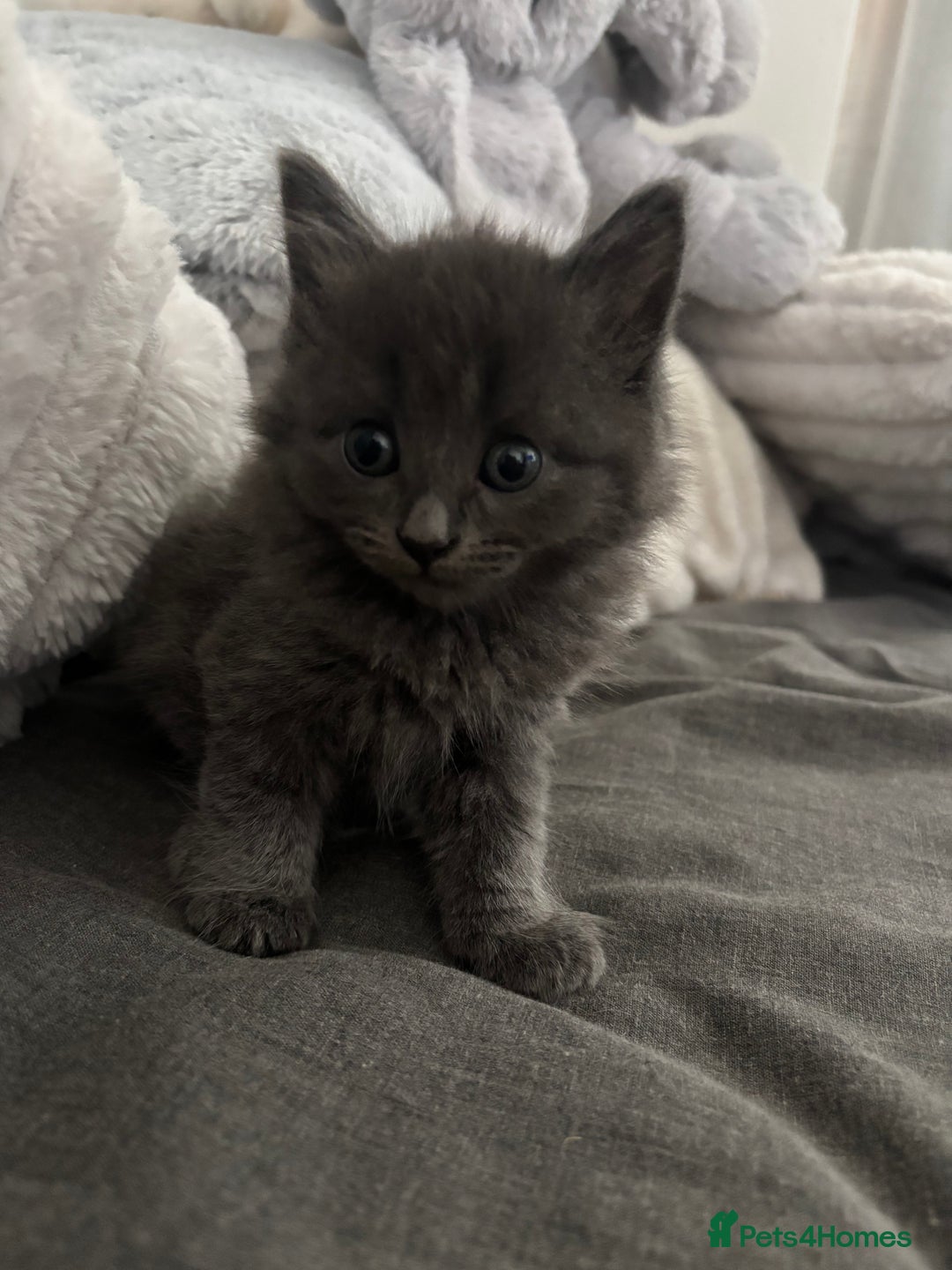 Ragdoll cats for sale: READY SOON! -ragdoll x British long hair  - Image 3