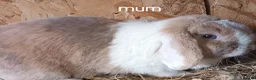 Mini Lop rabbits for sale: Beautiful mini lops - Advert 13