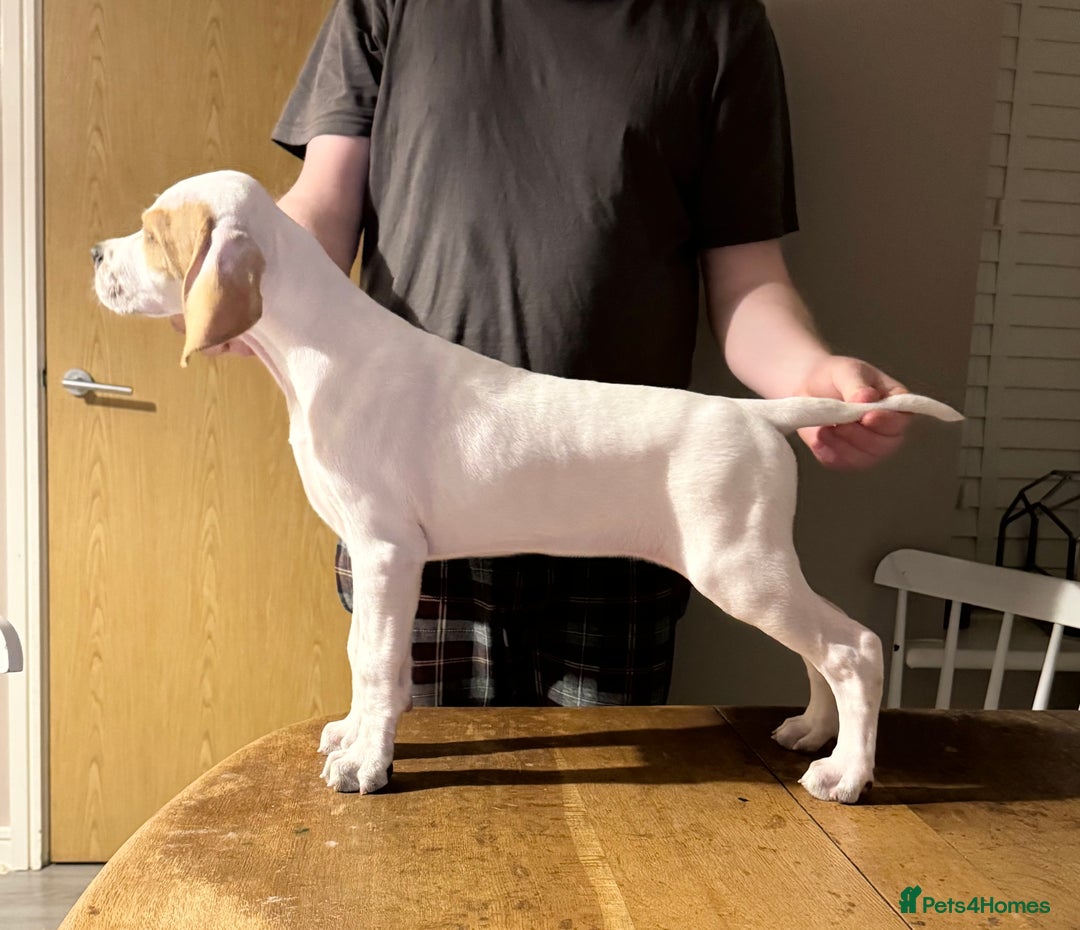 Pointer dogs for sale: Beautiful litter of Top Quality Pointer Puppies - Advert 32