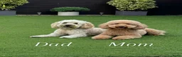 Australian Labradoodle dogs for sale: ‼️ Ready for their forever home ‼️  - Advert 6