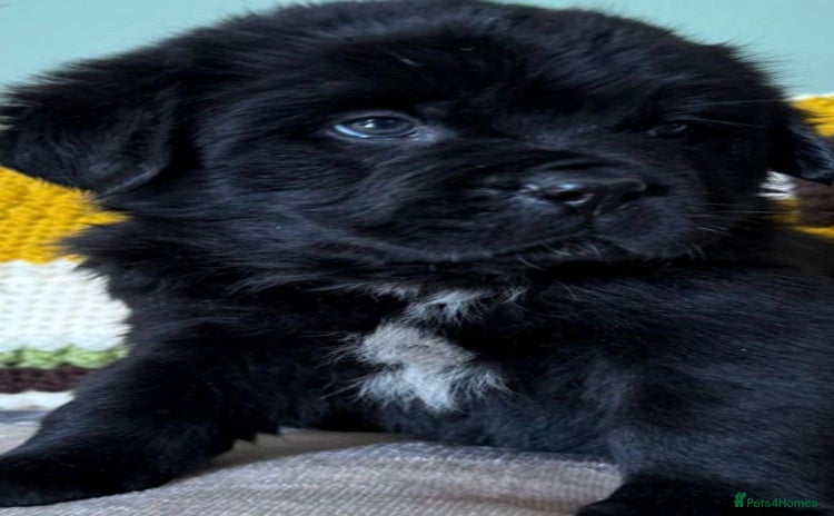 Newfoundland dogs - Advert 1