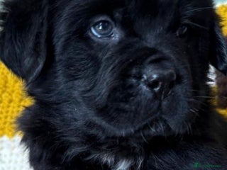 Newfoundland dogs - Advert 1