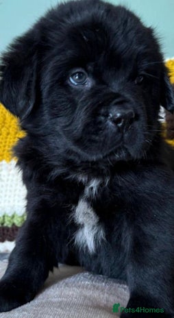 Newfoundland dogs - Advert 1