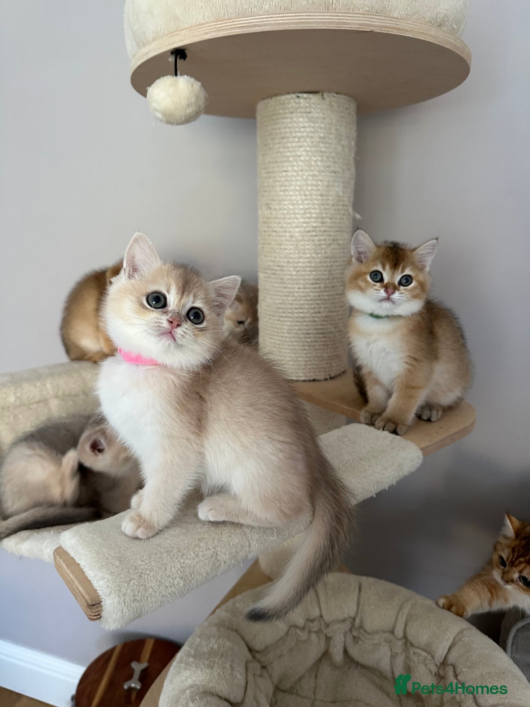 British Shorthair cats for sale: ‼️READY NOW‼️ 2 kittens left  - Advert 38