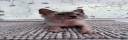 Lykoi cats for sale: Lykoi Kittens Ready Now  - Advert 4