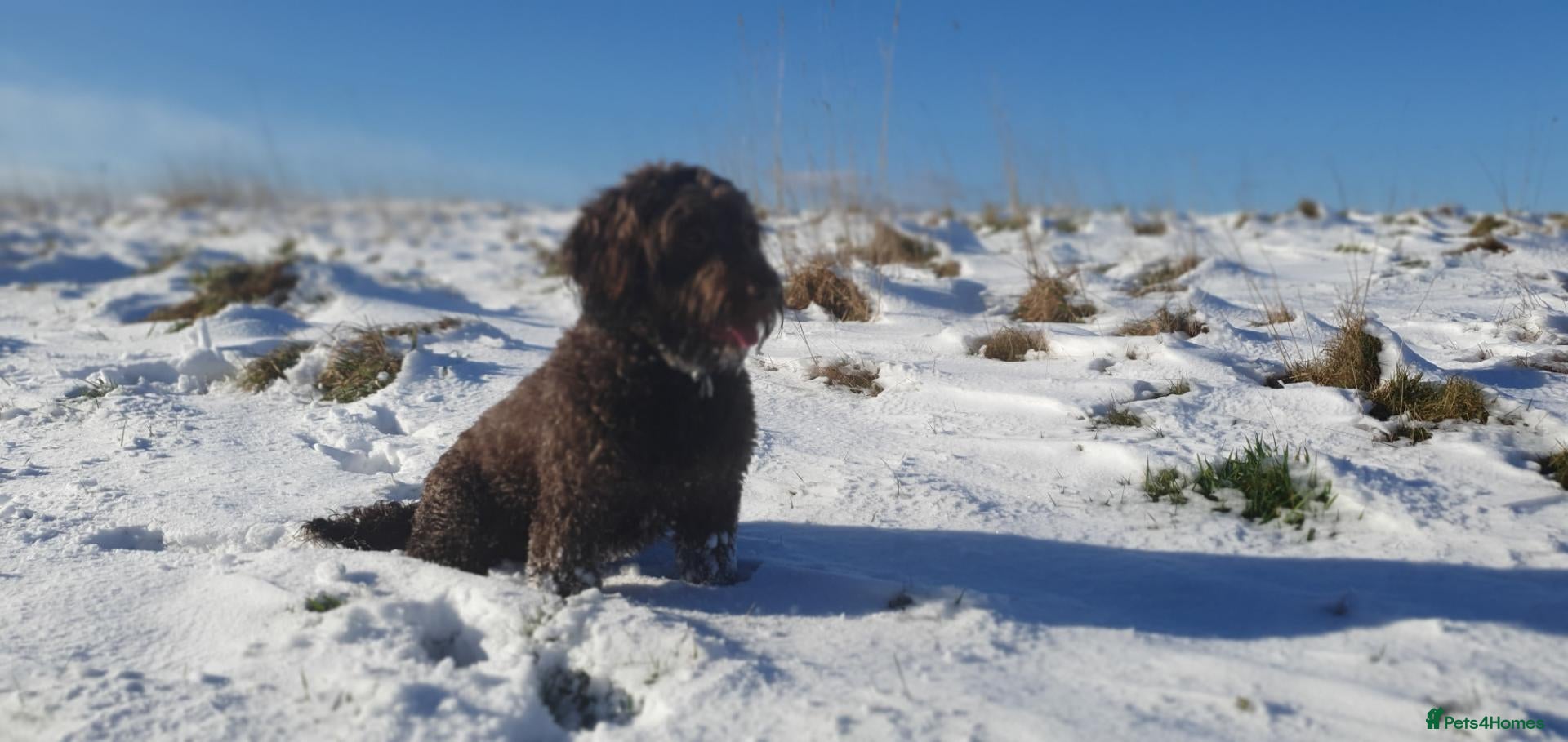 Cockapoo dogs for stud: F1 Cockerpoo - Dad Pedergee Spanial, Mum Cockerpoo - Advert 12