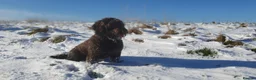 Cockapoo dogs for stud: F1 Cockerpoo - Dad Pedergee Spanial, Mum Cockerpoo in Honiton - Advert 1