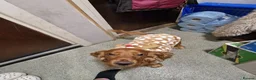 Cocker Spaniel dogs for adoption: Rehome Gus - Advert 4